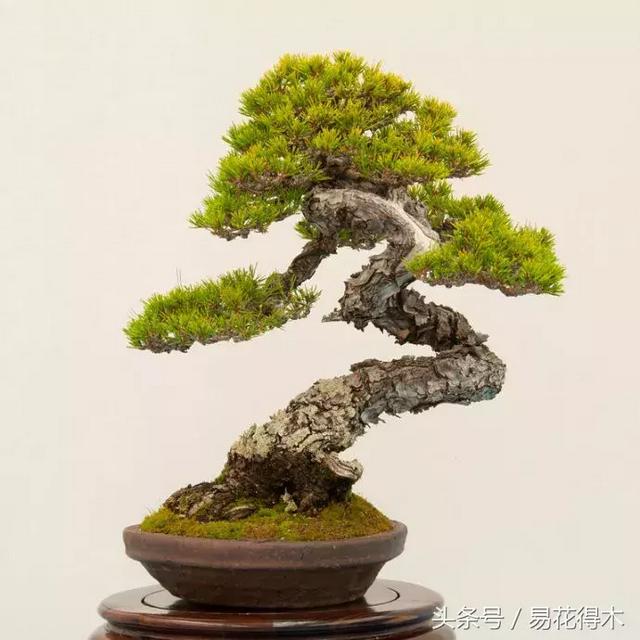 国王椰子的养护知识，国王椰子盆栽的方法（惊蛰后盆栽花卉的养护管理注意事项）