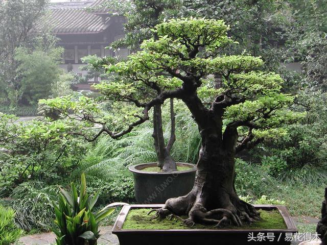 国王椰子的养护知识，国王椰子盆栽的方法（惊蛰后盆栽花卉的养护管理注意事项）