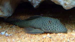 清道夫怎么养，清道夫怎么养不活是什么问题（养清道夫鱼须知）