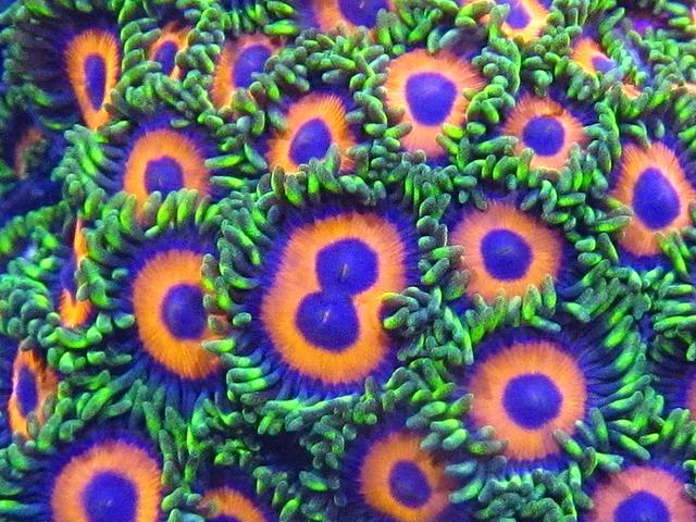 尼罗河珊瑚怎么养，尼罗河珊瑚可以和什么放一起（LPS咸鱼级海水缸开缸——珊瑚难养）