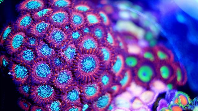 尼罗河珊瑚怎么养，尼罗河珊瑚可以和什么放一起（LPS咸鱼级海水缸开缸——珊瑚难养）