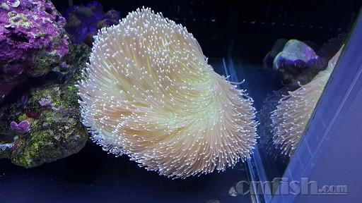 尼罗河珊瑚怎么养，尼罗河珊瑚可以和什么放一起（LPS咸鱼级海水缸开缸——珊瑚难养）