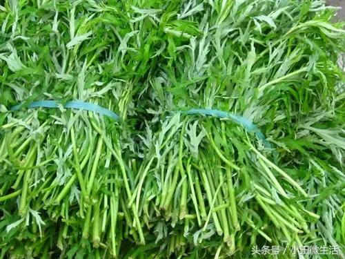 篱蒿菜的做法，茼蒿菜和蓬蒿菜的做法（春天在湖泊草滩岸边）