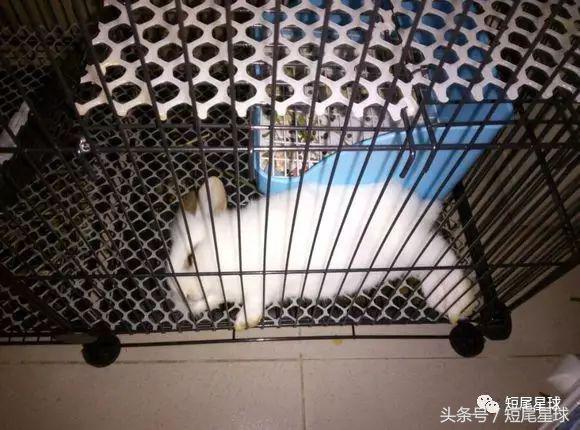 兔子能吃土豆吗，兔子吃马铃薯吗（兔子吃蔬菜前必做的一步）