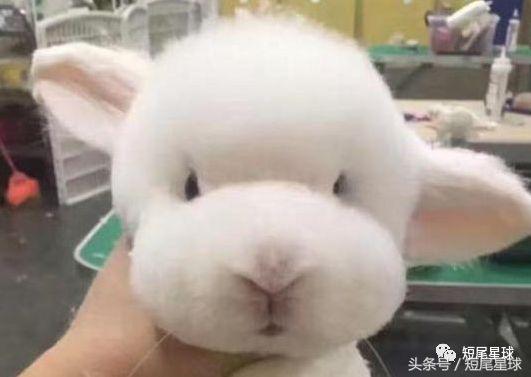 兔子能吃土豆吗，兔子吃马铃薯吗（兔子吃蔬菜前必做的一步）
