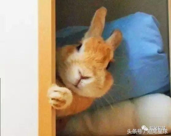 兔子能吃土豆吗，兔子吃马铃薯吗（兔子吃蔬菜前必做的一步）