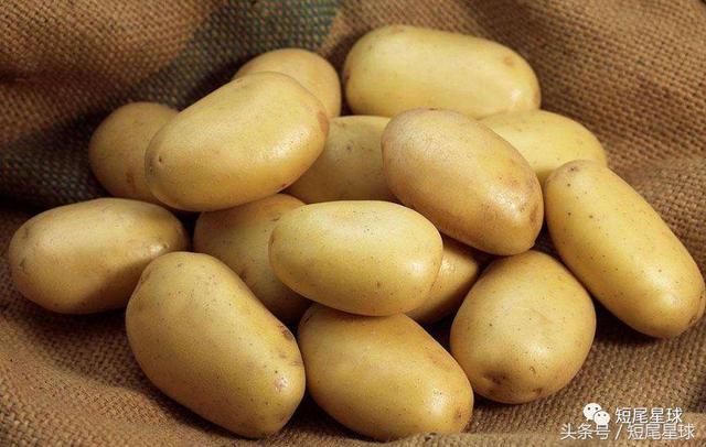 兔子能吃土豆吗，兔子吃马铃薯吗（兔子吃蔬菜前必做的一步）