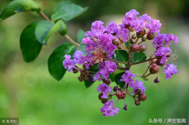 痒痒树的名字来历，挠痒痒树学名什么叫什么（有人摸她的枝干就会花枝乱颤）