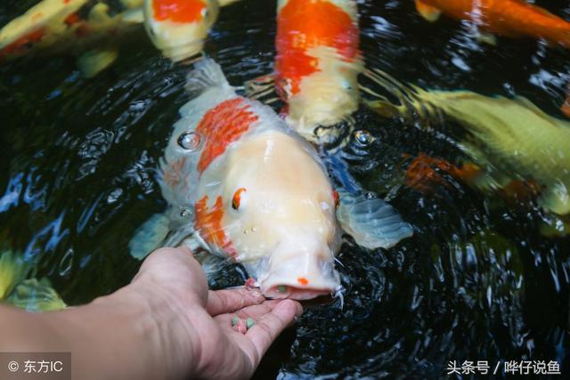 小锦鲤能长大吗，小锦鲤多久喂一次（你想让你家的锦鲤又大又肥吗）