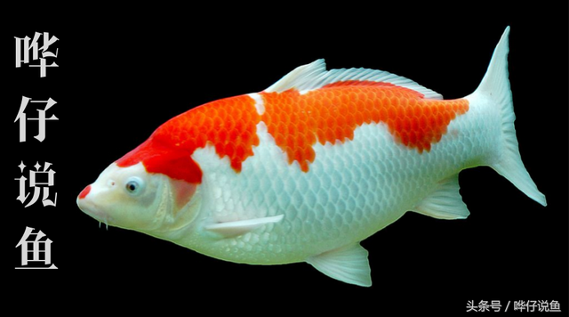 小锦鲤能长大吗，小锦鲤多久喂一次（你想让你家的锦鲤又大又肥吗）