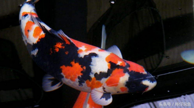 小锦鲤能长大吗，小锦鲤多久喂一次（你想让你家的锦鲤又大又肥吗）