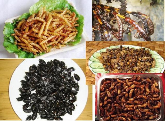 云南虫子宴都有什么虫，昆虫宴有哪些昆虫图片（舌尖上的美味——云南各地昆虫宴）