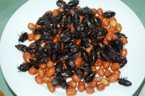 云南虫子宴都有什么虫，昆虫宴有哪些昆虫图片（舌尖上的美味——云南各地昆虫宴）