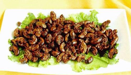 云南虫子宴都有什么虫，昆虫宴有哪些昆虫图片（舌尖上的美味——云南各地昆虫宴）