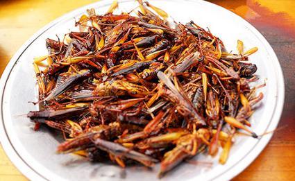 云南虫子宴都有什么虫，昆虫宴有哪些昆虫图片（舌尖上的美味——云南各地昆虫宴）