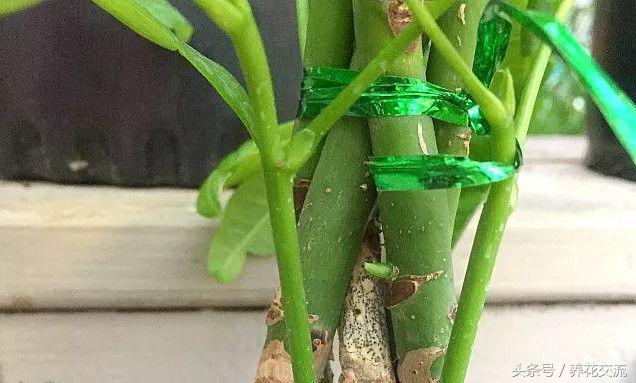 发财树有几种，发财树有几种叶子（为啥现在没人养辫子状的发财树）