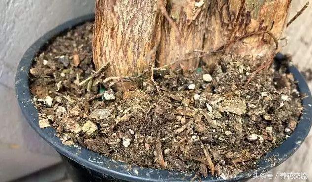 发财树有几种，发财树有几种叶子（为啥现在没人养辫子状的发财树）