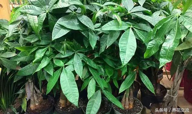 发财树有几种，发财树有几种叶子（为啥现在没人养辫子状的发财树）