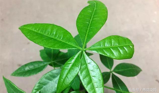 发财树有几种，发财树有几种叶子（为啥现在没人养辫子状的发财树）