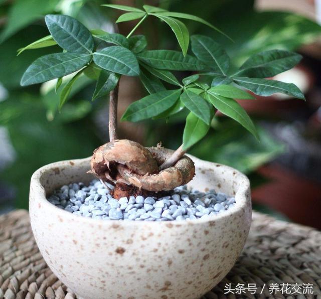 发财树有几种，发财树有几种叶子（为啥现在没人养辫子状的发财树）