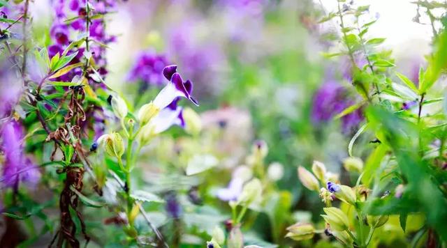 散佚是什么意思，简犊散佚是什么意思（真正的作者是谁你知道吗）