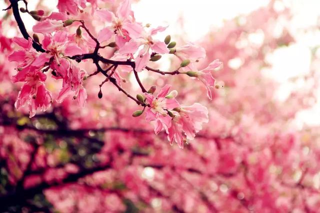 散佚是什么意思，简犊散佚是什么意思（真正的作者是谁你知道吗）