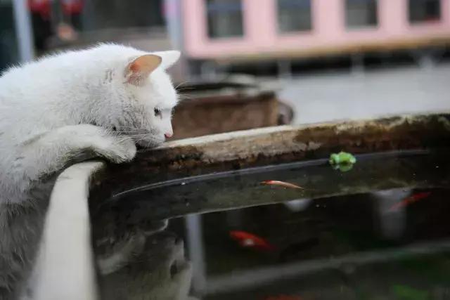 常在河边走哪有不湿鞋，常在河边走哪有不湿鞋什么意思（杨家枪：常在河边走哪有不湿鞋）