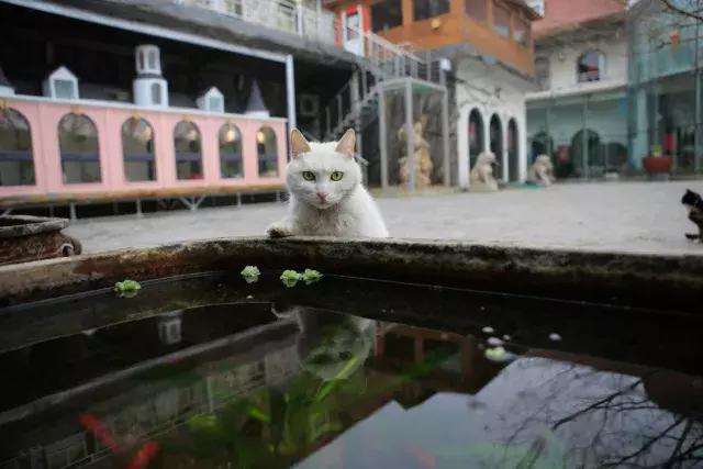 常在河边走哪有不湿鞋，常在河边走哪有不湿鞋什么意思（杨家枪：常在河边走哪有不湿鞋）