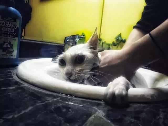 常在河边走哪有不湿鞋，常在河边走哪有不湿鞋什么意思（杨家枪：常在河边走哪有不湿鞋）