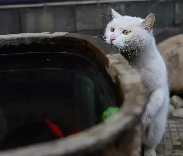 常在河边走哪有不湿鞋，常在河边走哪有不湿鞋什么意思（杨家枪：常在河边走哪有不湿鞋）