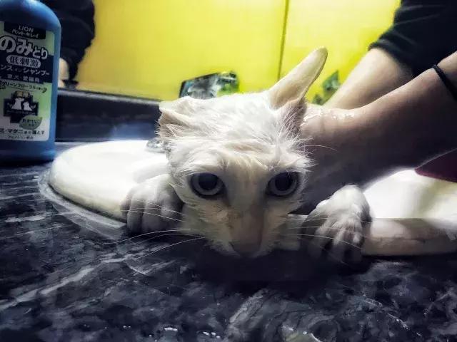 常在河边走哪有不湿鞋，常在河边走哪有不湿鞋什么意思（杨家枪：常在河边走哪有不湿鞋）