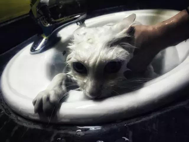 常在河边走哪有不湿鞋，常在河边走哪有不湿鞋什么意思（杨家枪：常在河边走哪有不湿鞋）