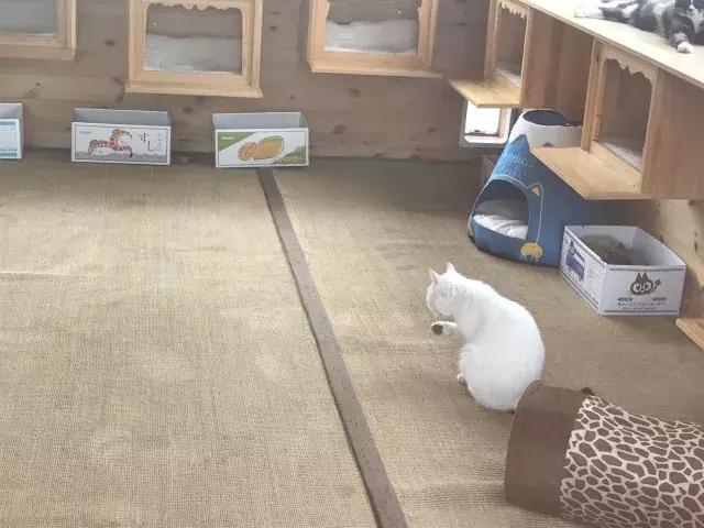 常在河边走哪有不湿鞋，常在河边走哪有不湿鞋什么意思（杨家枪：常在河边走哪有不湿鞋）