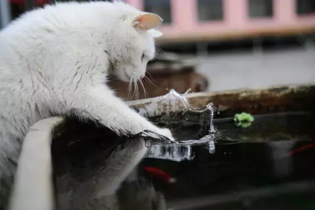 常在河边走哪有不湿鞋，常在河边走哪有不湿鞋什么意思（杨家枪：常在河边走哪有不湿鞋）