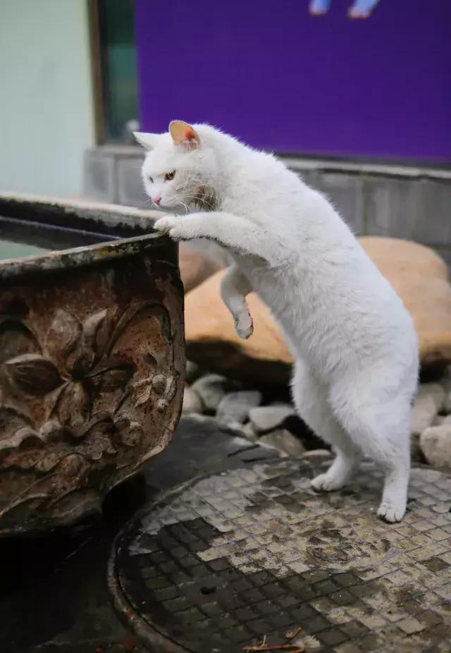 常在河边走哪有不湿鞋，常在河边走哪有不湿鞋什么意思（杨家枪：常在河边走哪有不湿鞋）