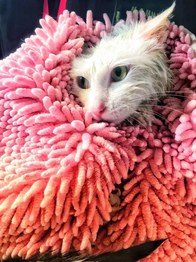 常在河边走哪有不湿鞋，常在河边走哪有不湿鞋什么意思（杨家枪：常在河边走哪有不湿鞋）