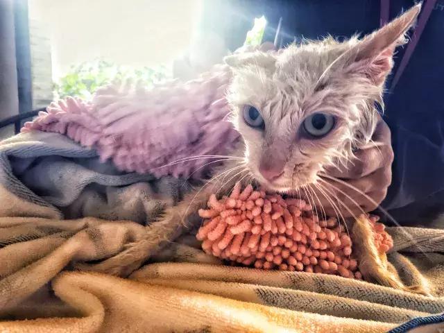 常在河边走哪有不湿鞋，常在河边走哪有不湿鞋什么意思（杨家枪：常在河边走哪有不湿鞋）