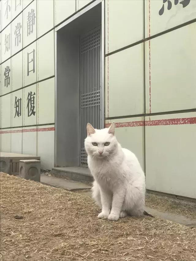 常在河边走哪有不湿鞋，常在河边走哪有不湿鞋什么意思（杨家枪：常在河边走哪有不湿鞋）