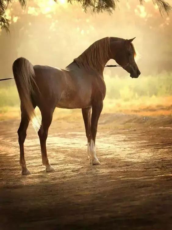 骅,骏马名 ,古代指赤色的骏马.部首:马.骅,骅骝,骏马.