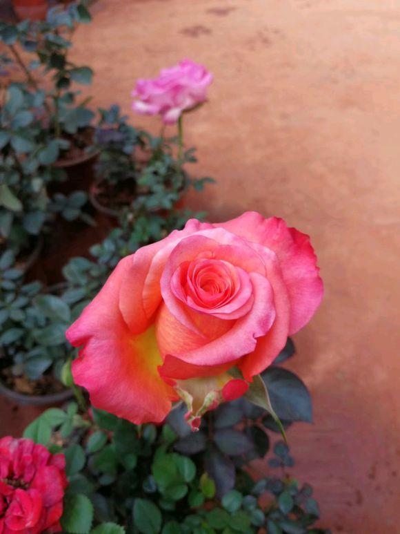 玫瑰花带刺,3种常见带刺花 - 玉三网