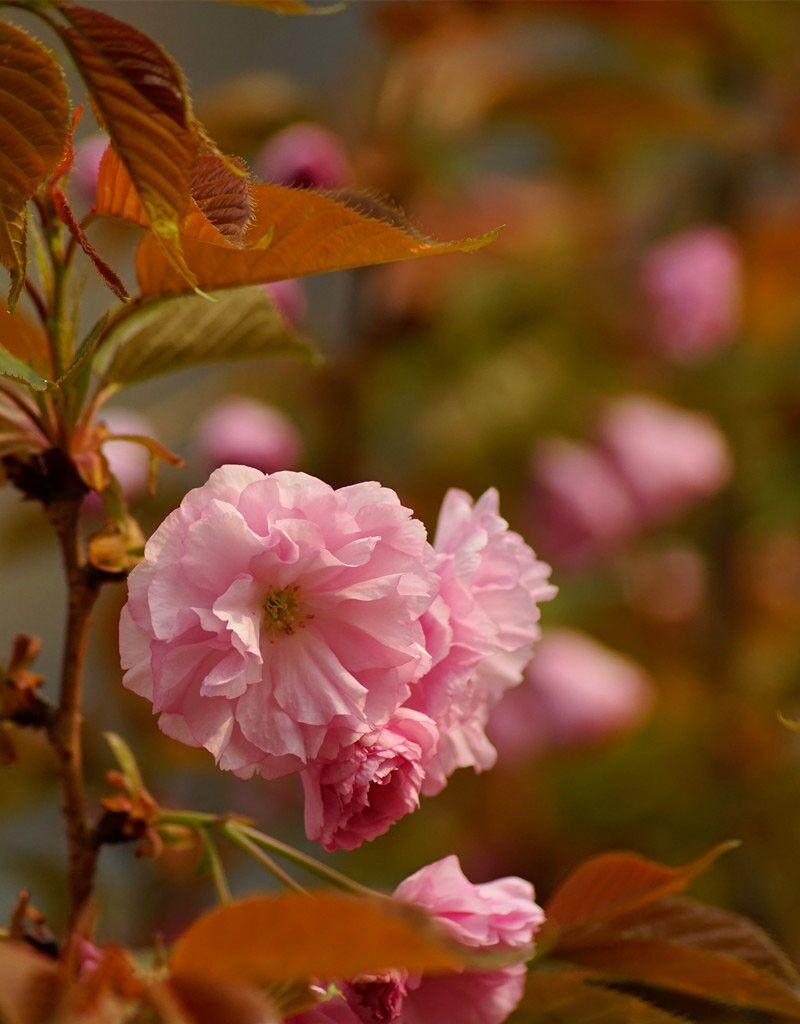 玫瑰花带刺,3种常见带刺花 - 玉三网