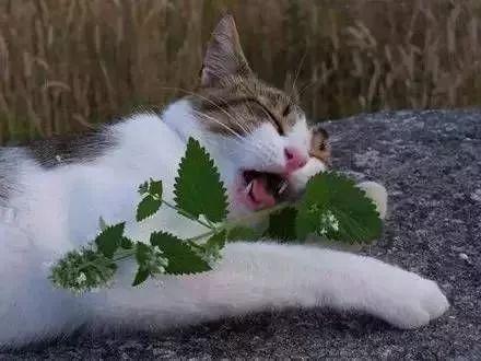 猫薄荷是什么植物，猫薄荷是什么东西（为何让猫咪如此神魂颠倒）