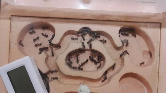 怎样自己饲养蚂蚁，如何自己在家养蚂蚁（讲述饲养［宠物蚂蚁］的一些误区）