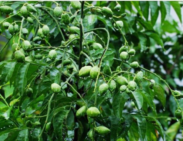 北海必吃美食攻略，广西北海必吃美食攻略（一定有你爱吃的那一款）