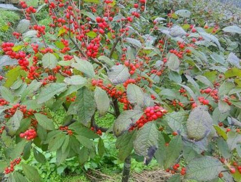 红果冬青怎么栽培，红果冬青种子什么时候播种（红果冬青10公分价格多少）