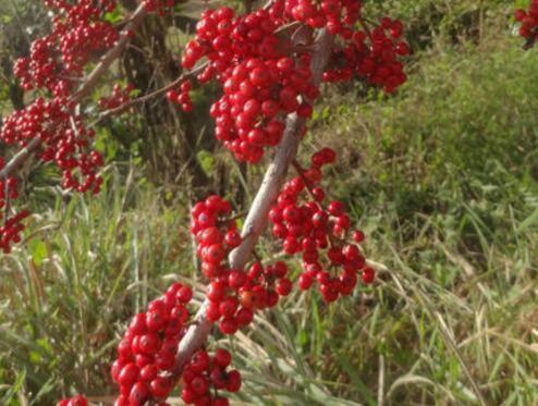 红果冬青怎么栽培，红果冬青种子什么时候播种（红果冬青10公分价格多少）