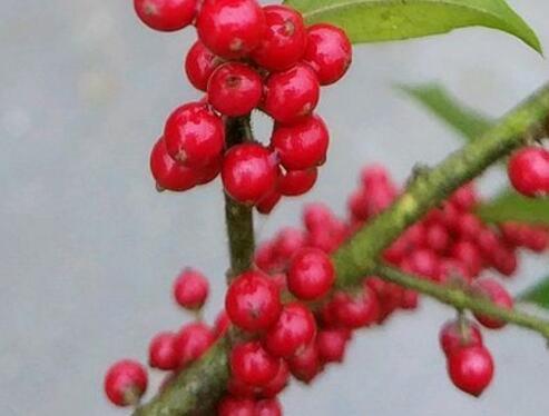 红果冬青怎么栽培，红果冬青种子什么时候播种（红果冬青10公分价格多少）