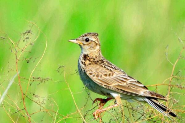 百灵鸟是鸟纲雀形目百灵属的总称.