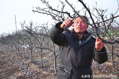 苹果树修剪口诀，果树剪枝顺口溜大全（果树修剪口诀）