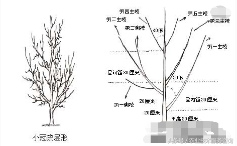 苹果树修剪口诀，果树剪枝顺口溜大全（果树修剪口诀）